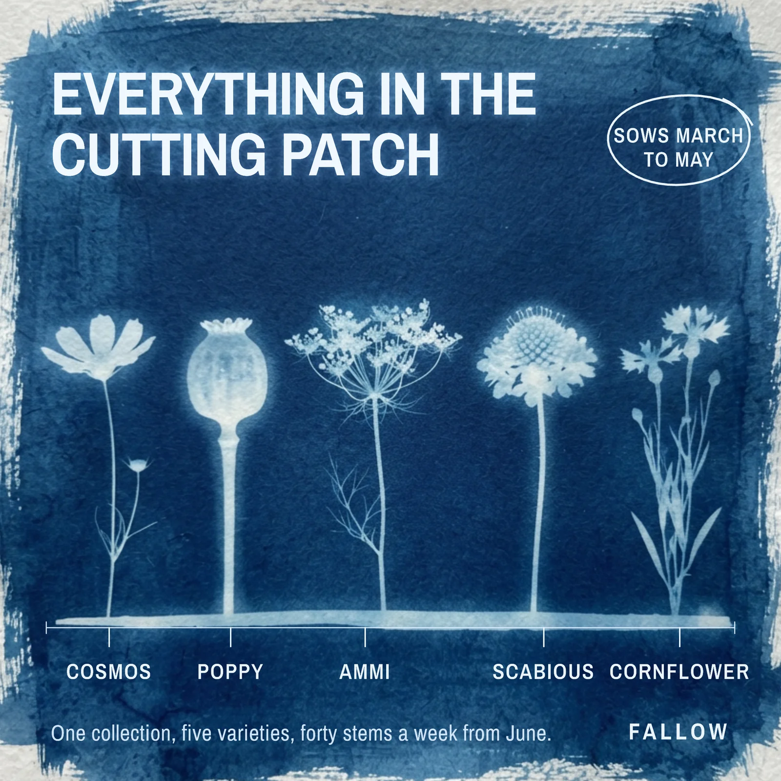 Cyanotype item row — 1:1 Instagram ad template