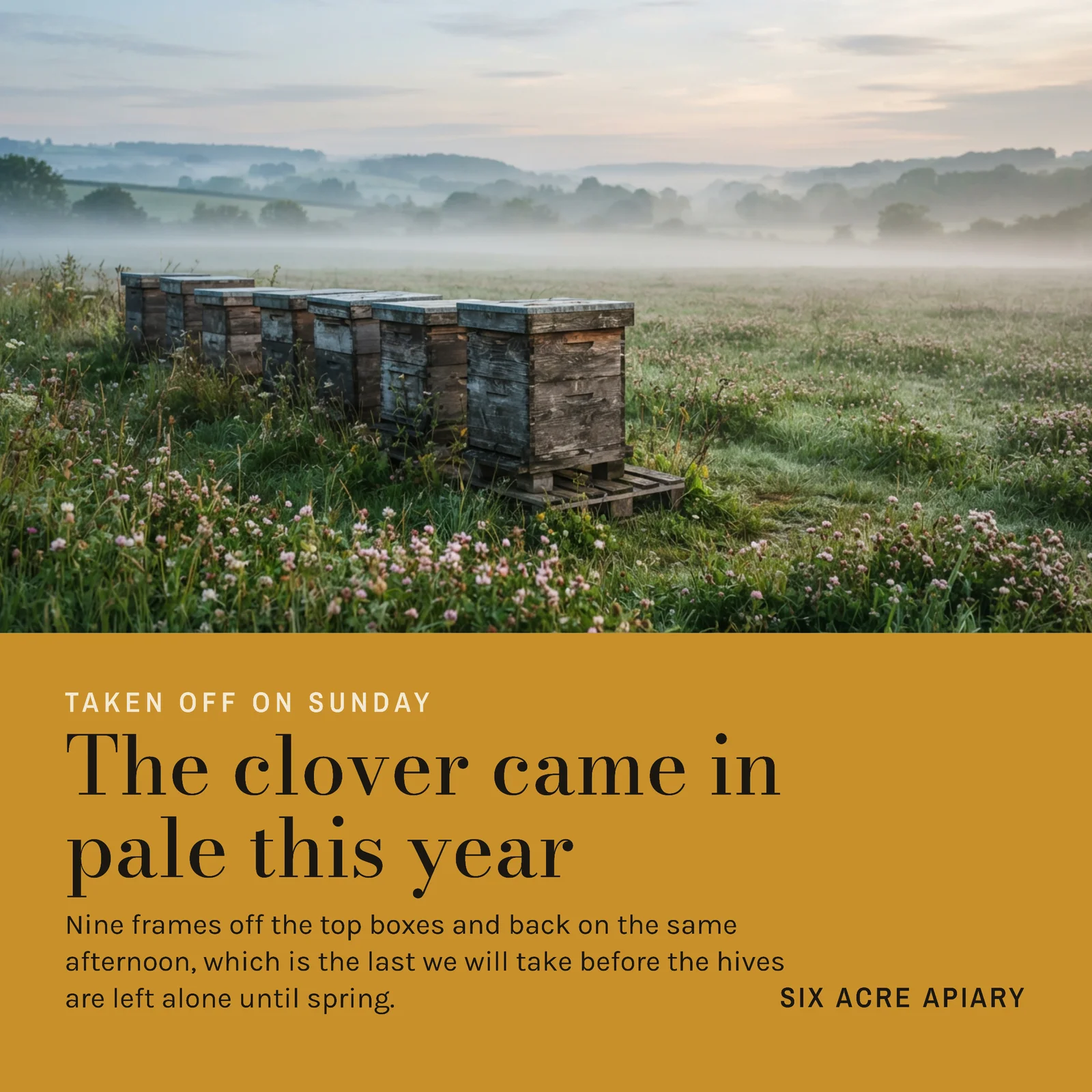 Ochre Horizon Band Apiary Harvest Instagram Post — 1:1 Instagram post template