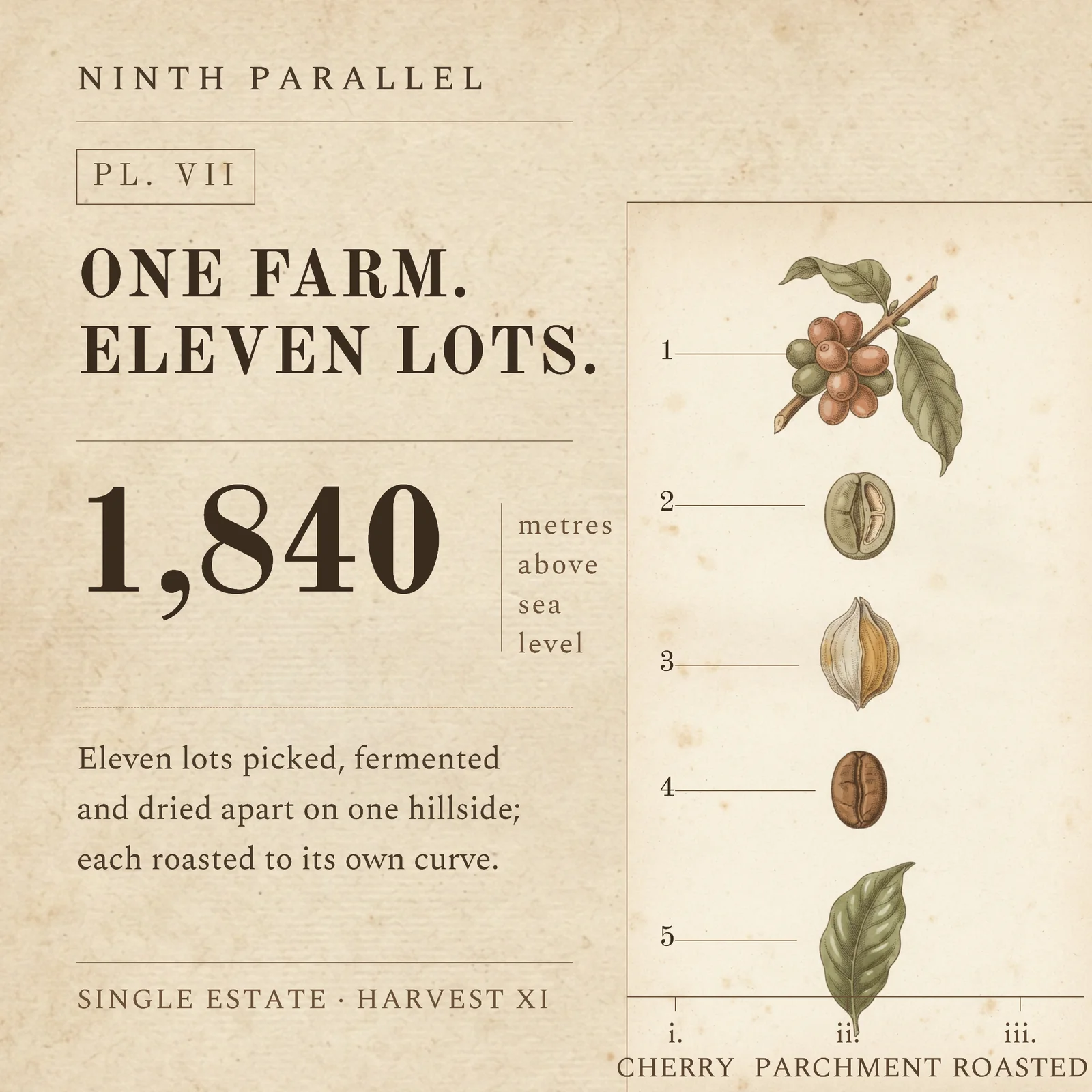 Specimen chart plate — 1:1 Instagram ad template