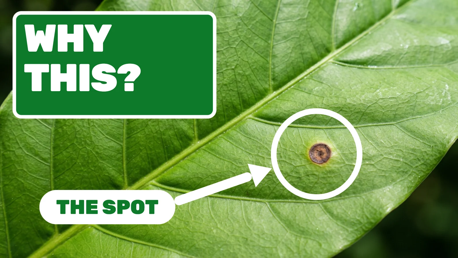 Leaf Problem YouTube Thumbnail — 16:9 Youtube thumbnail template