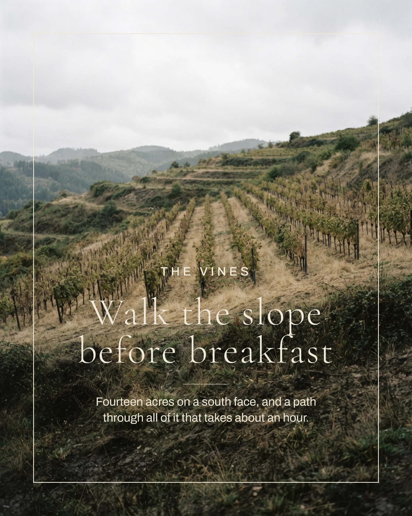 Vineyard Stay Short Breaks Instagram Carousel — 5-panel Instagram carousel carousel template, page 2 of 5