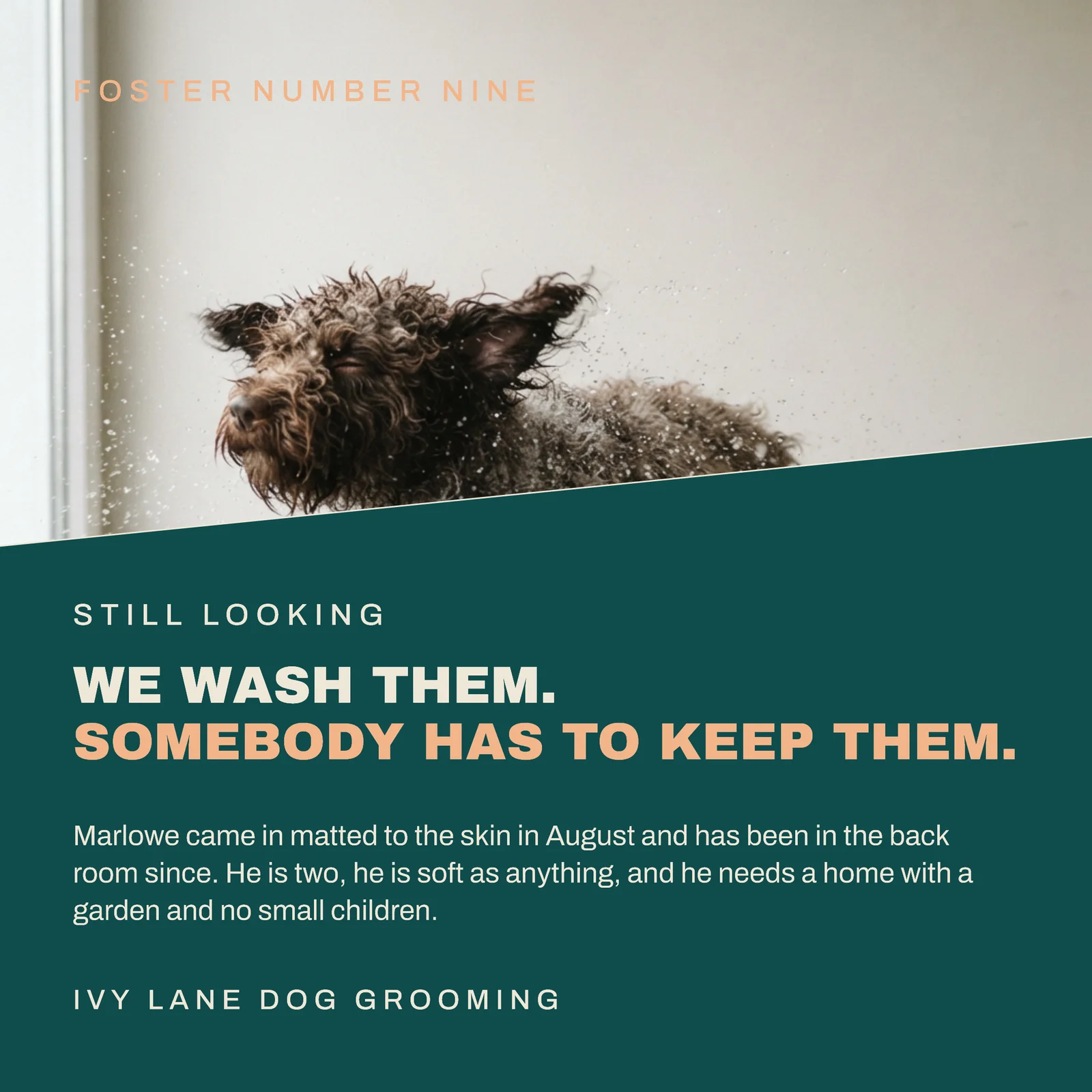 Teal Apricot Corner Fold Card Dog Groomer Foster Marlowe Facebook Post — 1:1 Facebook post template