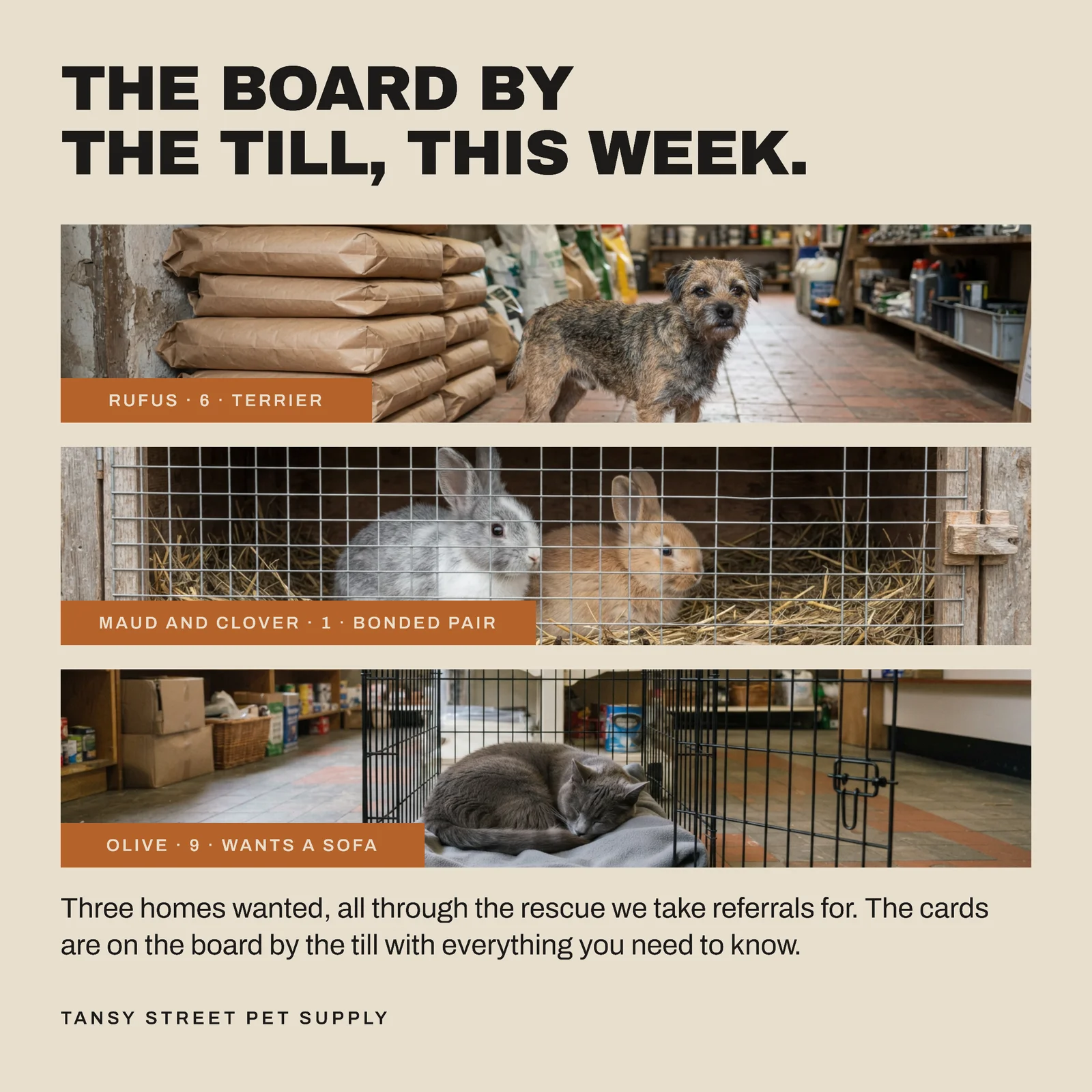 Oat Ochre Photo Trio Stack Pet Shop Board By The Till Facebook Post — 1:1 Facebook post template