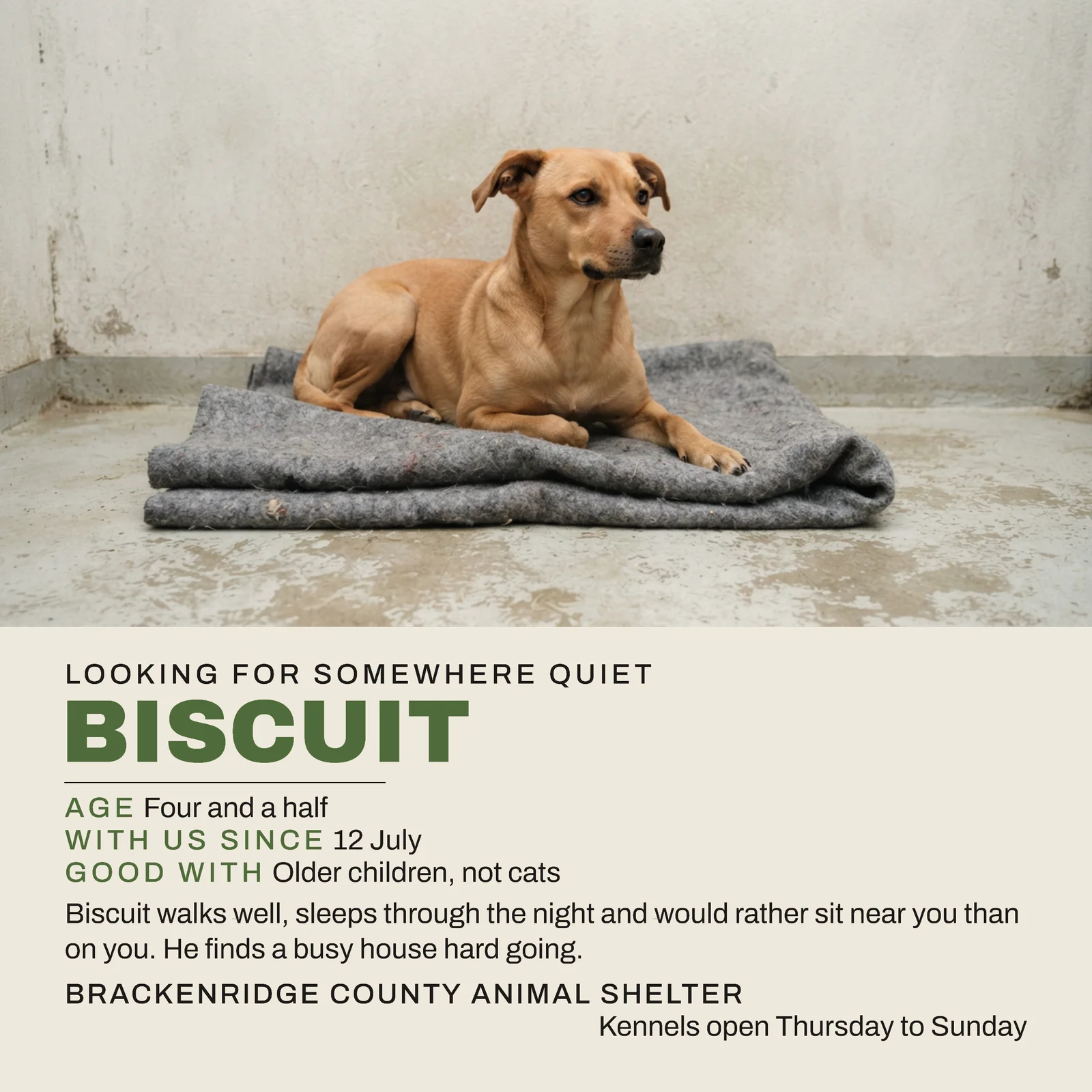 Bone Moss Hero Portrait County Shelter Quiet Home Facebook Post — 1:1 Facebook post template