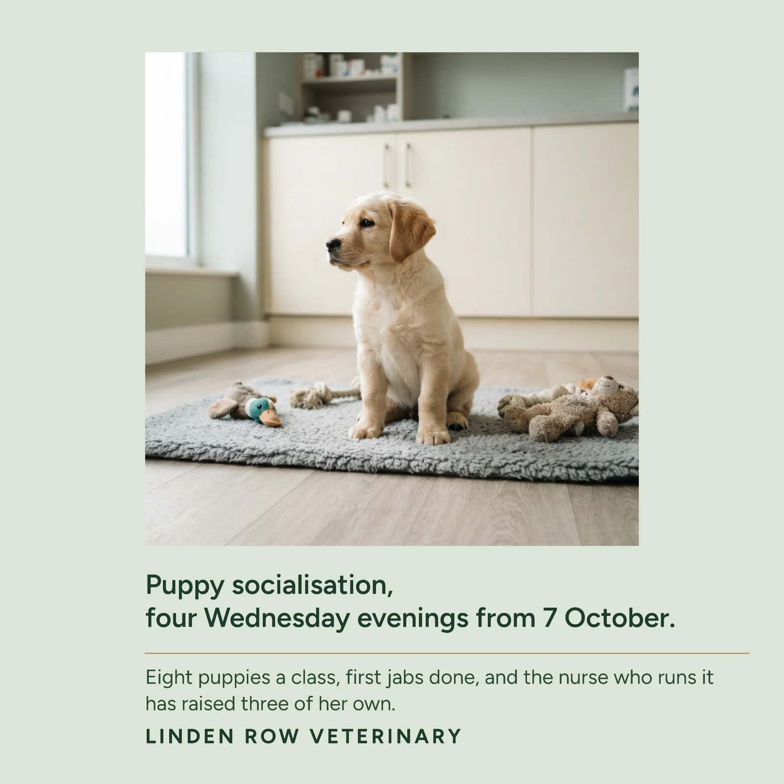 Puppy Socialisation Class Framed Photo Instagram Post — 1:1 Instagram post template