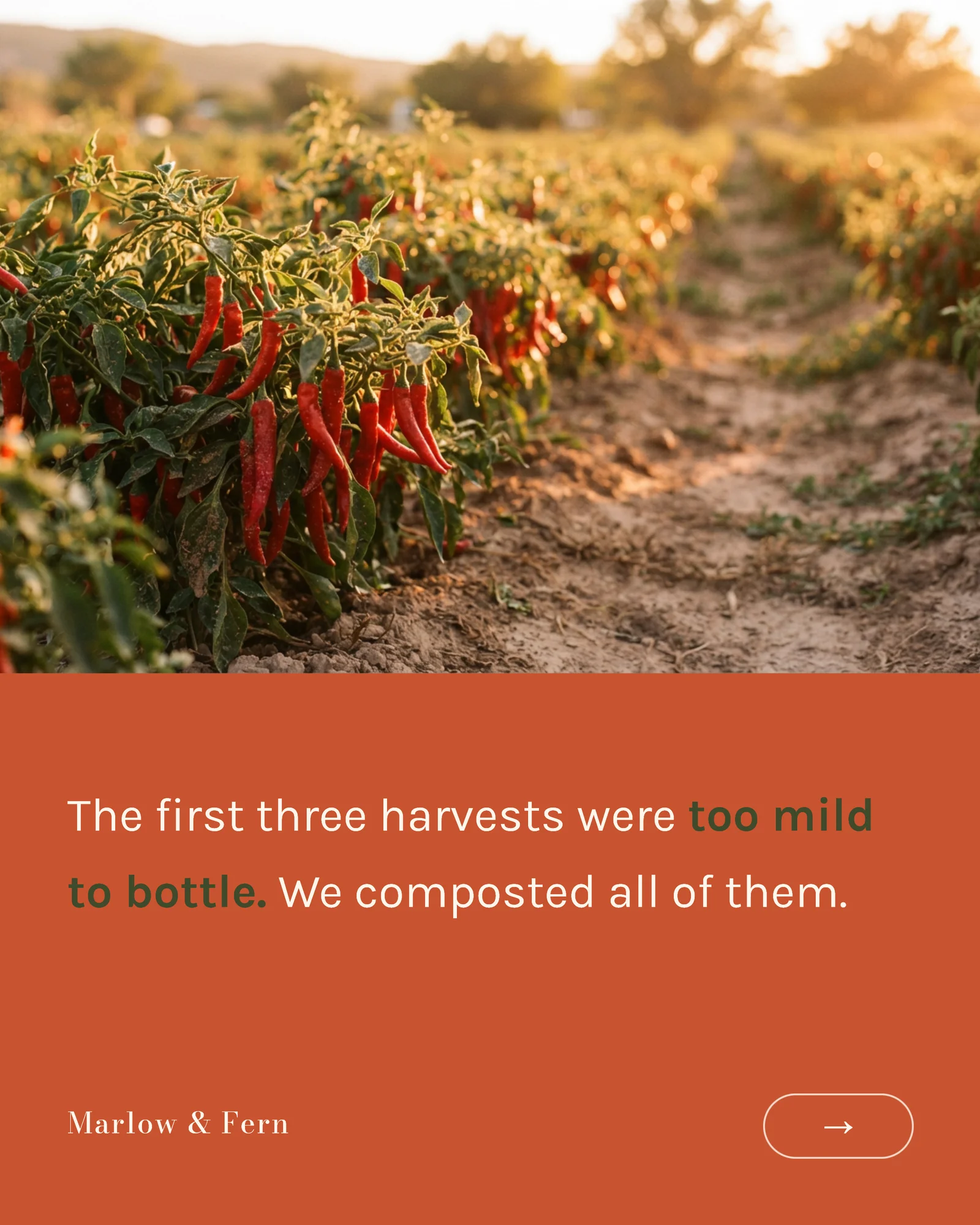 Terracotta serif origin story carousel — 5-panel Instagram carousel carousel template, page 2 of 5